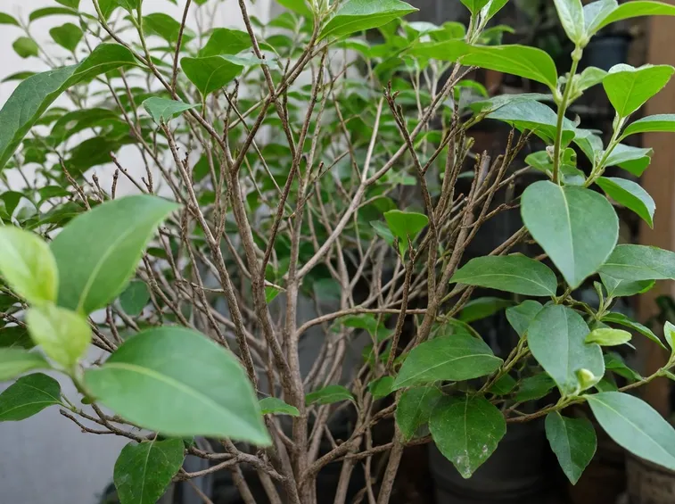 ibisco foglie caduche