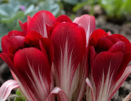 radicchio rosso