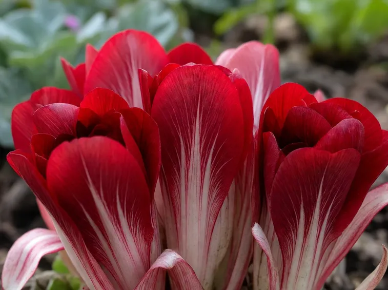 radicchio rosso