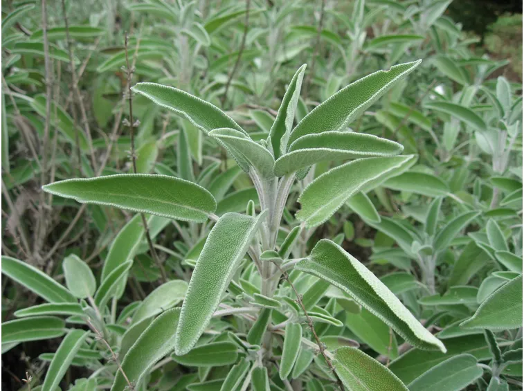 salvia