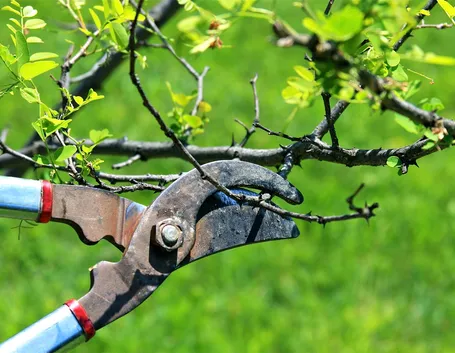 tecniche giardinaggio