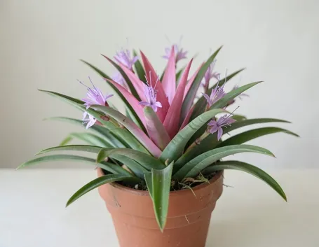 tillandsia