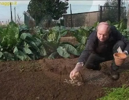 trapianto verdure invernali