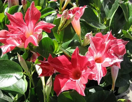dipladenia