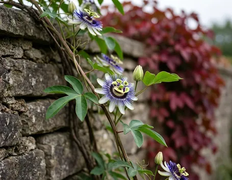 passiflora