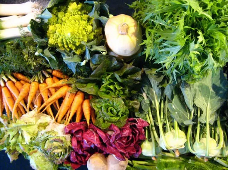 trapianto verdure invernali