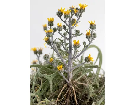 artemisia genepì