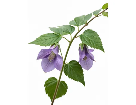 clematis alpina