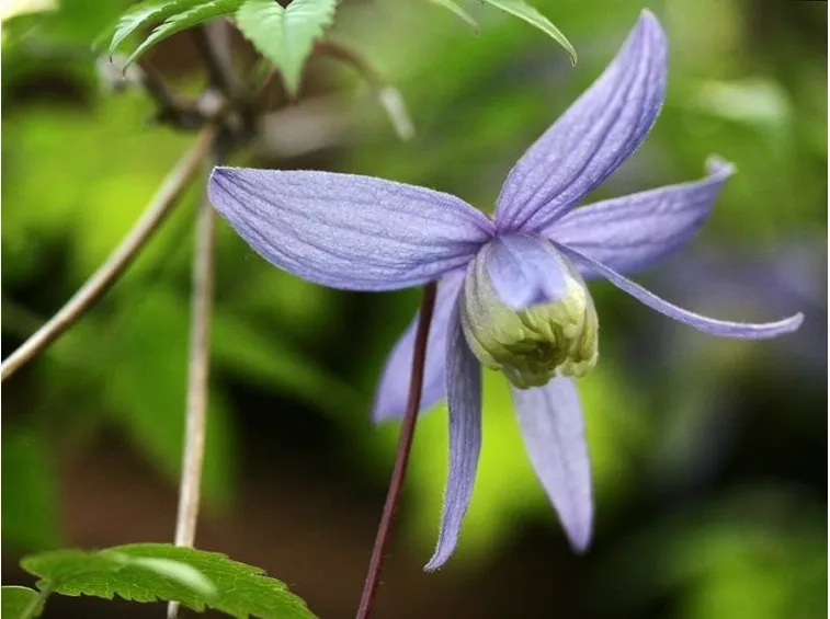 clematis alpina