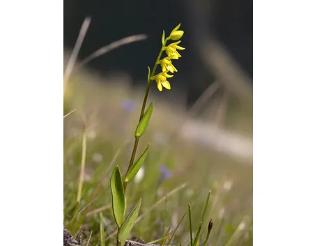 coeloglossum viride