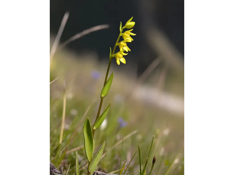 coeloglossum viride