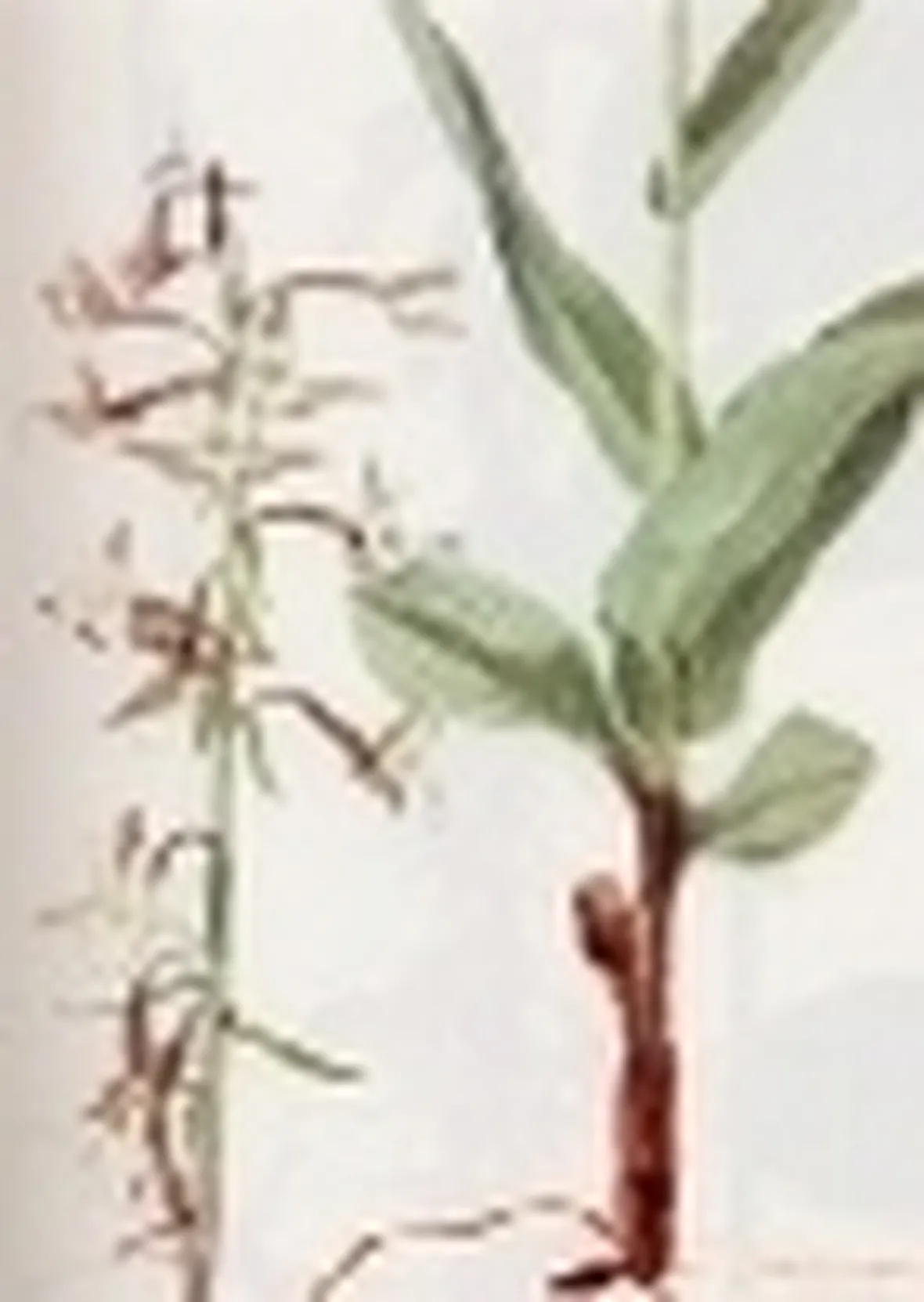 epipactis palustris