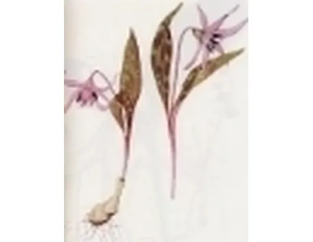 erythronium denscanis