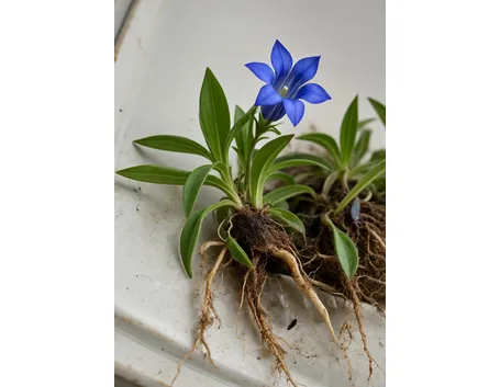 gentiana acaulis