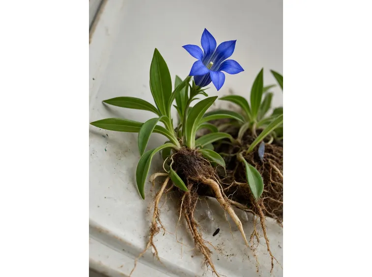 gentiana acaulis