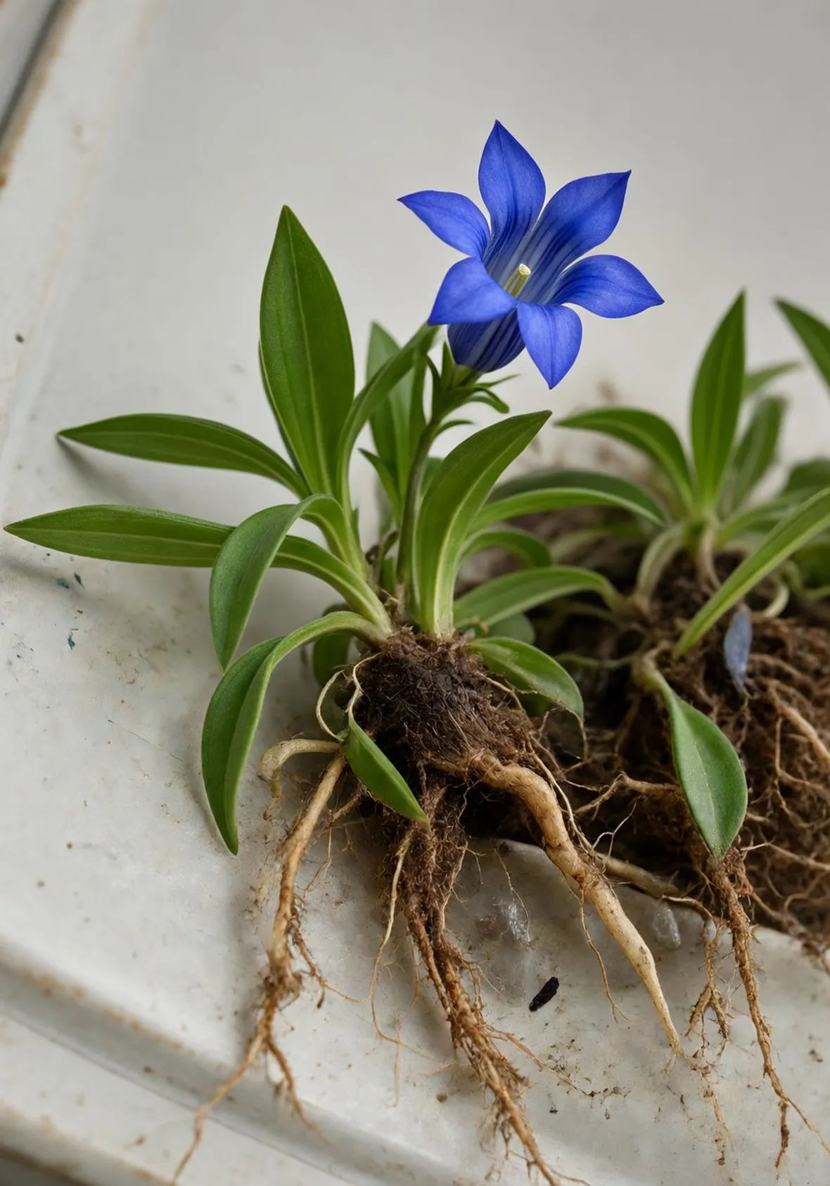 gentiana acaulis