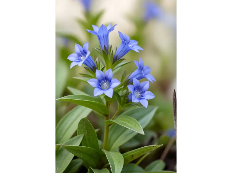 gentiana asclepiadea