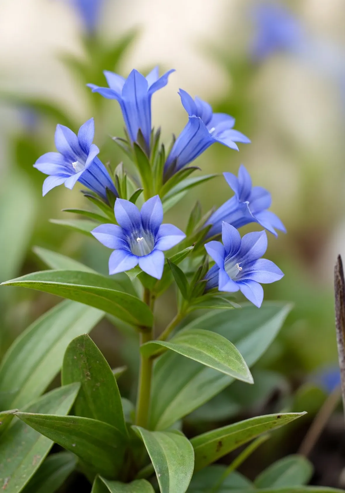 gentiana asclepiadea