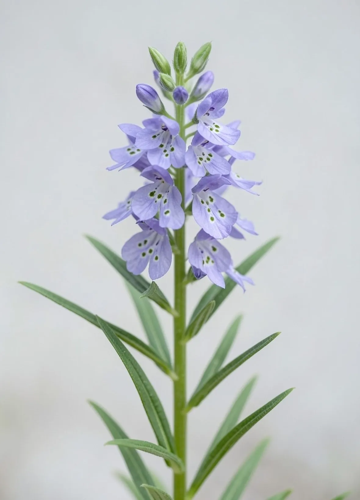gentiana pneumonanthe