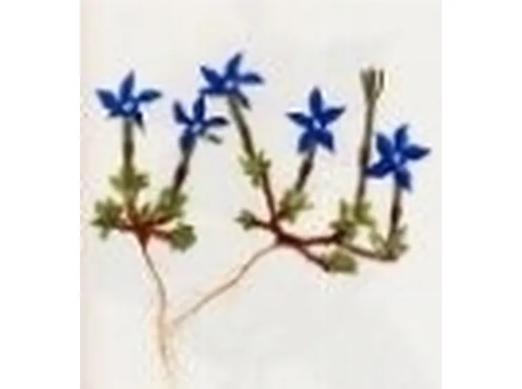 genziana verna