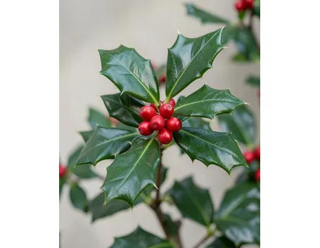 ilex aquifolium