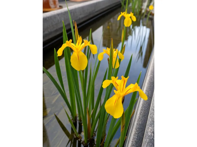 iris pseudoacorus 