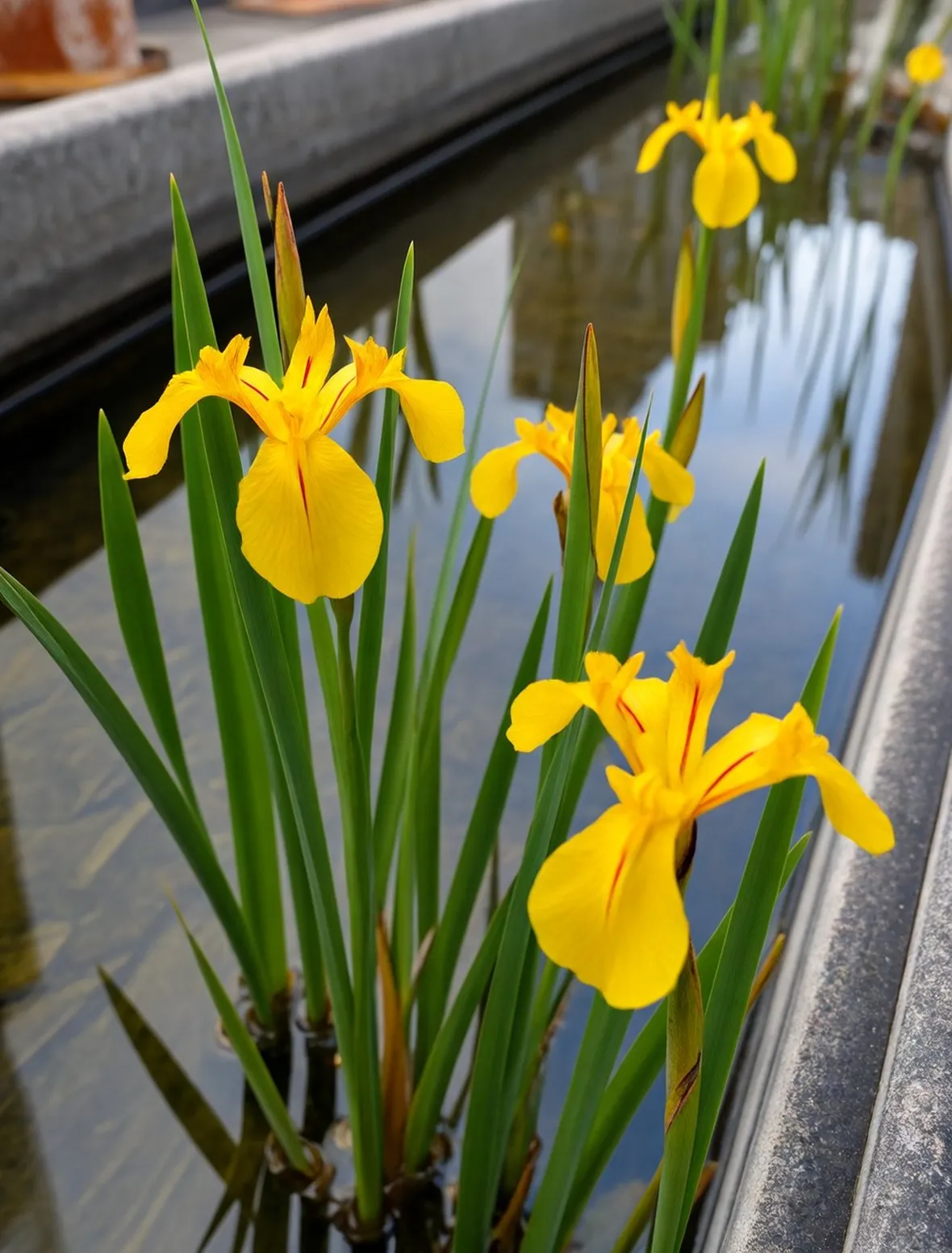 iris pseudoacorus 
