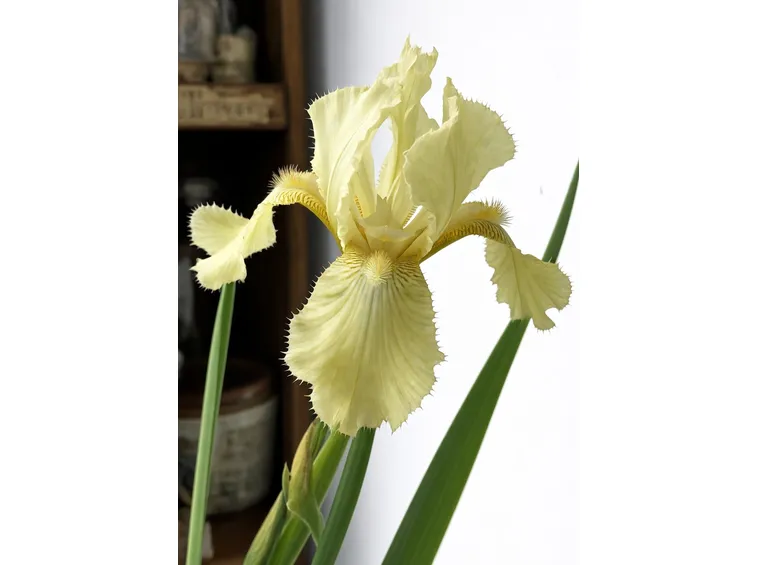iris variegata