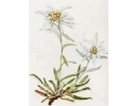 leontopodium alpinum