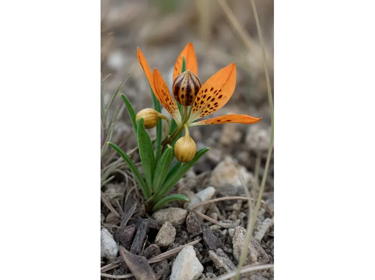 lilium bulbifera