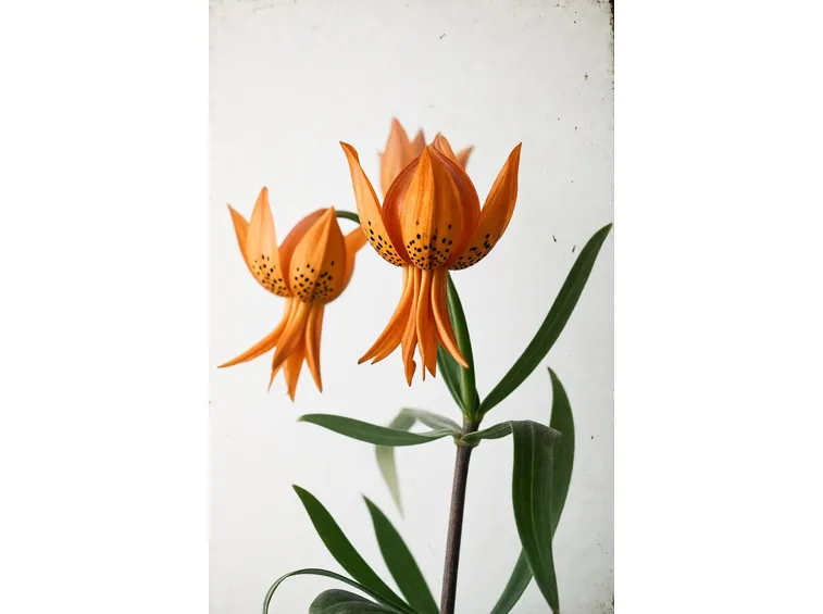 lilium croceum
