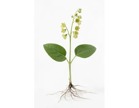 listera ovata