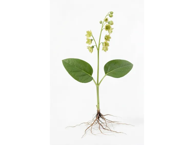 listera ovata