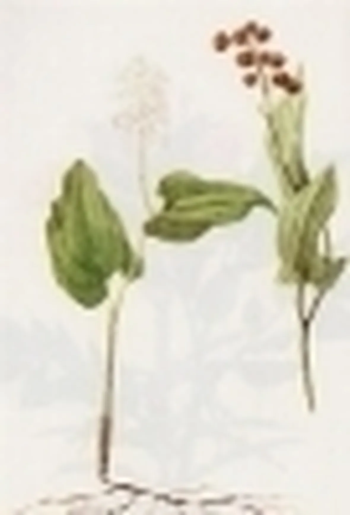 majanthemum bifolium