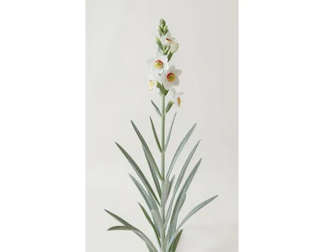 narcissus poeticus