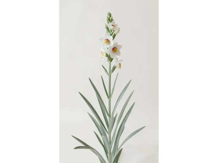 narcissus poeticus