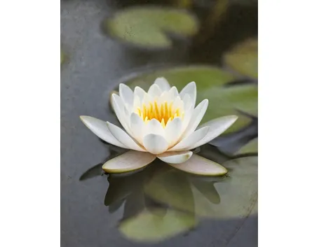 nymphaea alba