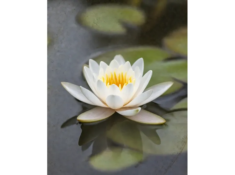 nymphaea alba