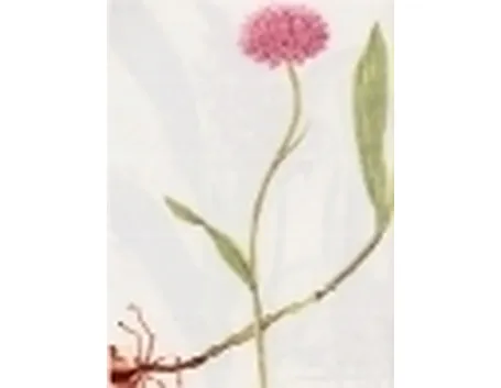 orchis globosa 