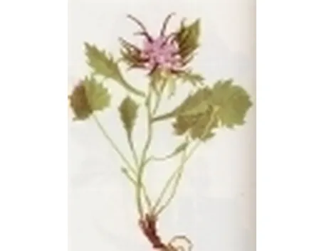 physoplexis comosa