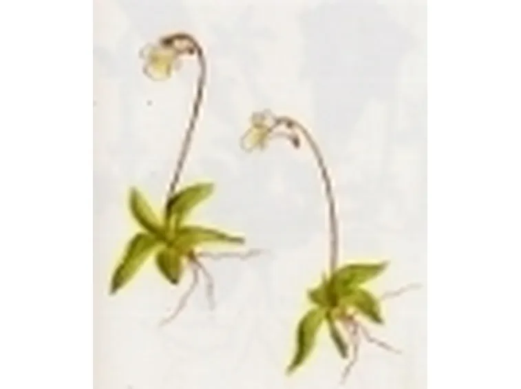 pinguicula alpina