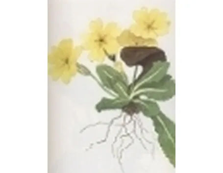 primula acaulis