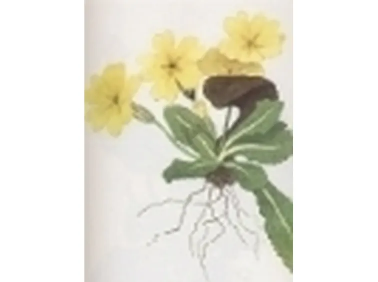 primula acaulis
