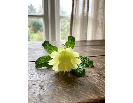 primula elatior
