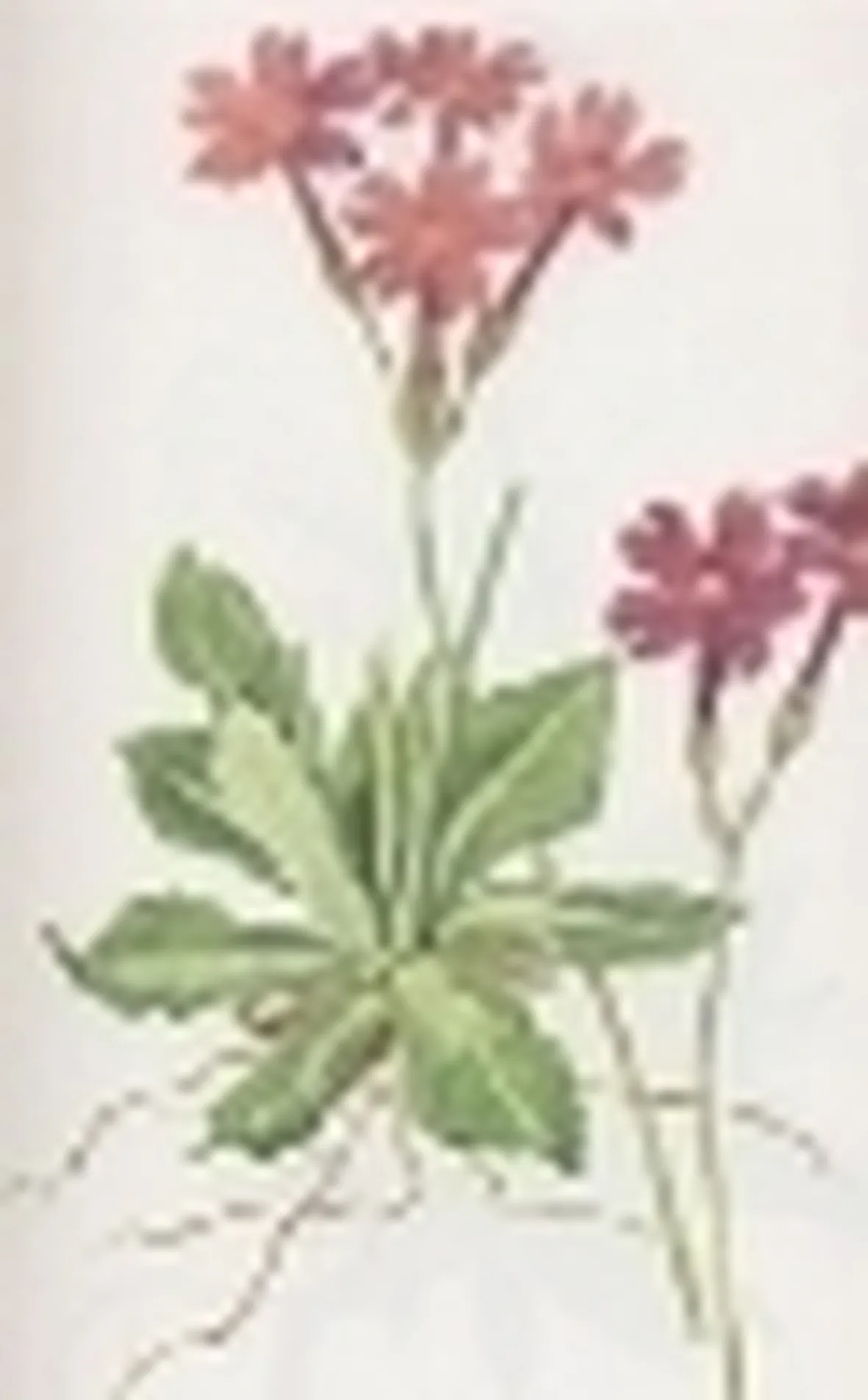 primula halleri