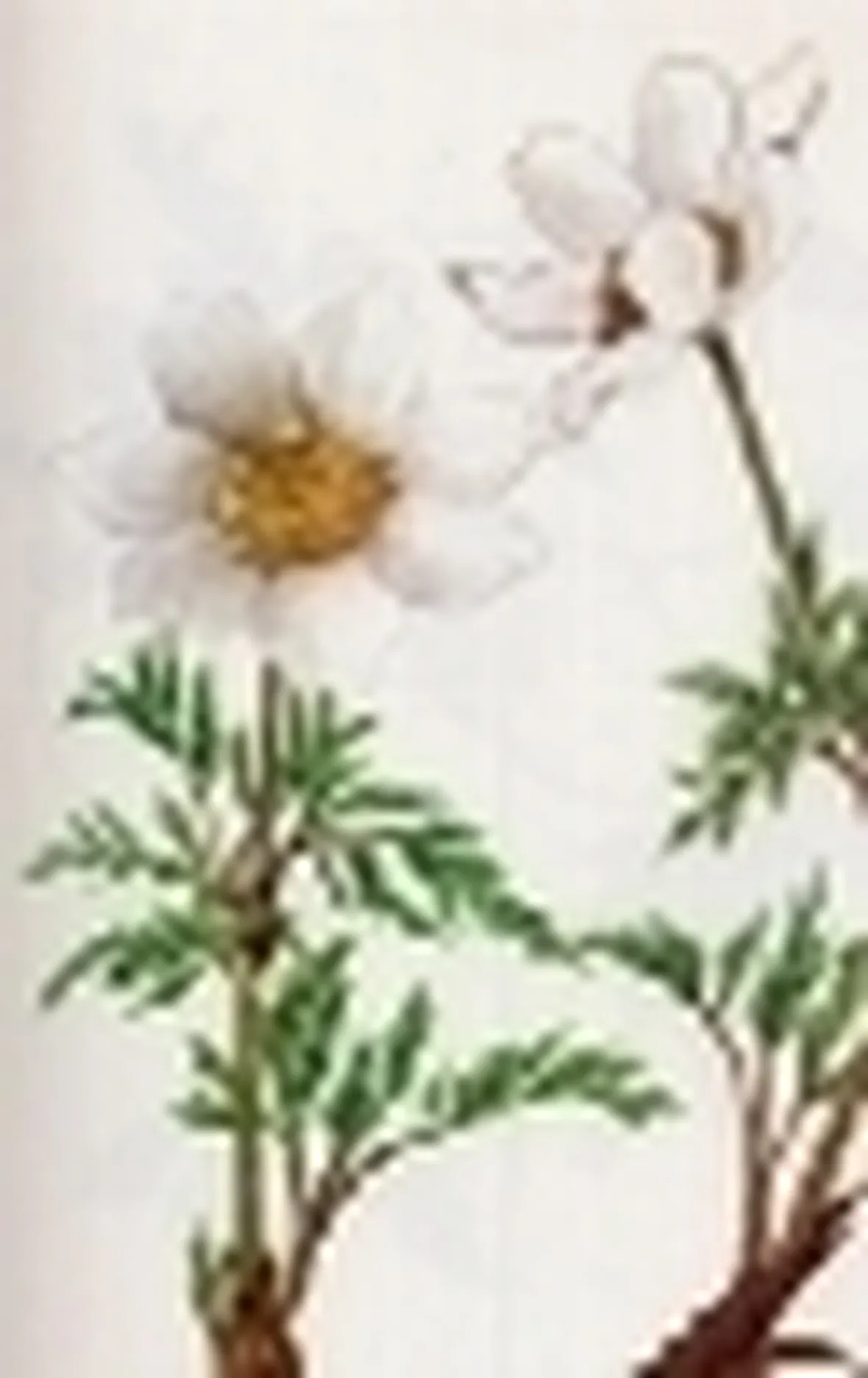pulsatilla alpina