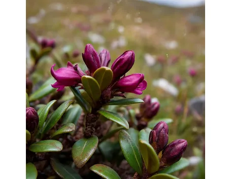 rhododendron ferrugineum