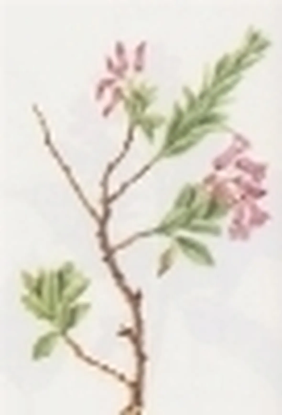 rhododendron hirsutum