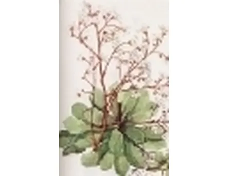 saxifraga cotyledon