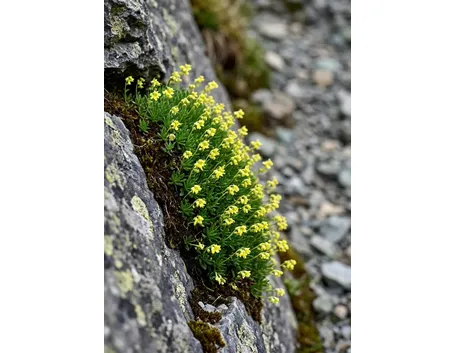 saxifraga muscoides